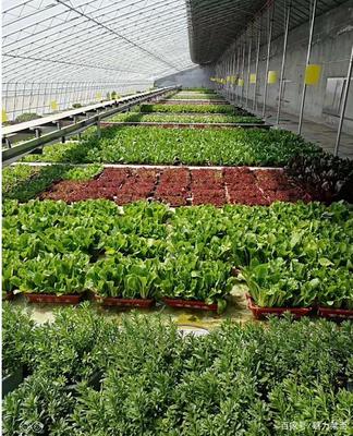 生物科技驅動產業升級，萊西龍頭企業引領農民增收新路徑